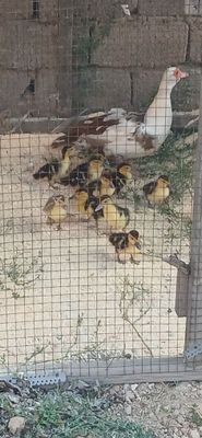 Индюк Утка 12 та боласи билан