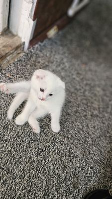 Mushug bolasi sotiladi sovga uchun olsayiz boladi qiz bola