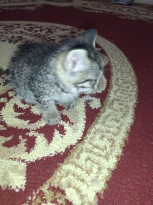 Котята отдам в хорошие руки