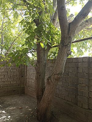 Yongʻoq daraxti sotiladi
