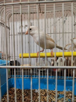 Канарейка нар котта 320минг