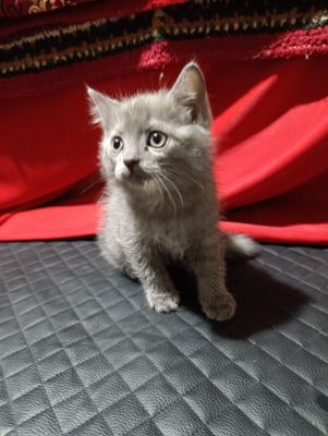 Sotiladi Rusiyan Blue mushugi