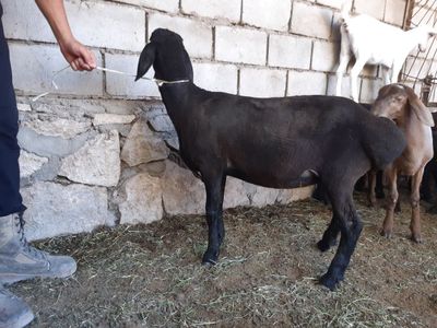 1 yoshdan o‘tgan qo‘y hali tug‘magan