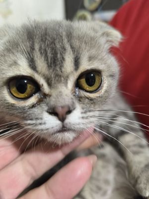 Срочно продам очаровательного котика
