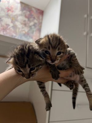 продается котенок