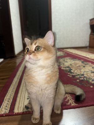 Shinshila Seribristy