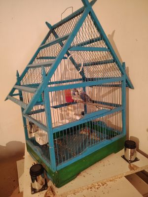Продам птичек парочку