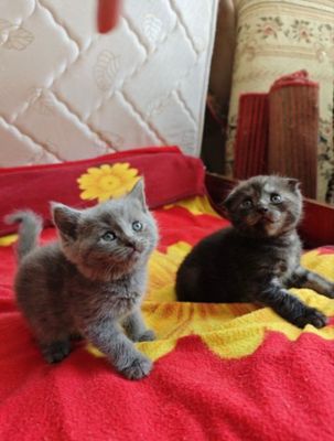 Продаются породистые котятки