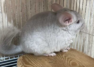 Шиншиллы Diamond Chinchilla