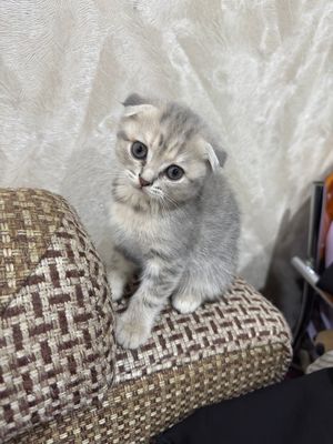 Скоттиш фолд, вислоухие