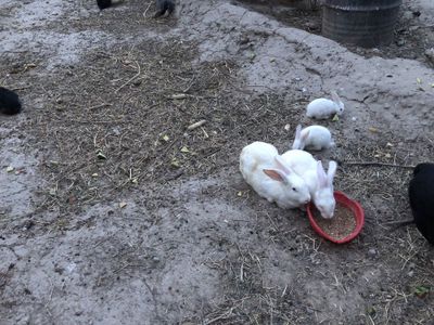 Продам маленьких крольчат.