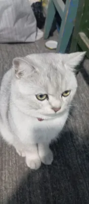 Британский шиншила