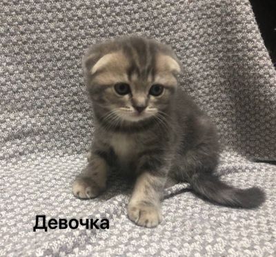 Ктоенок Скотиш фолд