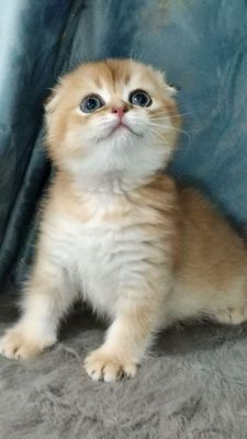 Чистокровный шотландский котёнок скоттиш-фолд мальчик