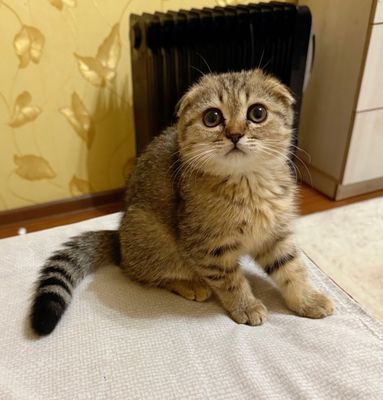 Скоттиш фолд чистокровная