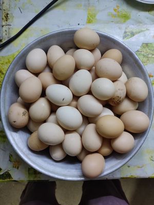 Домашние яйца для еды (а также для высадки)