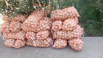 Oq piyoz Sotiladi Tel qilia oladigan odam