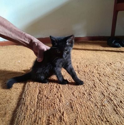 Котенок в добрые руки