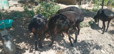 Xisori urģochi qòylar 5ta bor