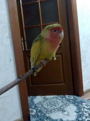 Tuti qush sotiladi