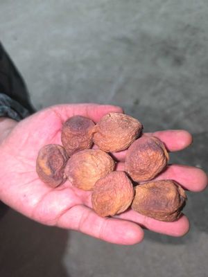 Juda sifatli va mazali qurutilgan o'rik 60ming so'm