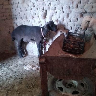Тагал бралар сотилади Бир жоя