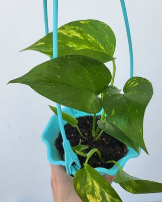 Stendapsus varigatniy