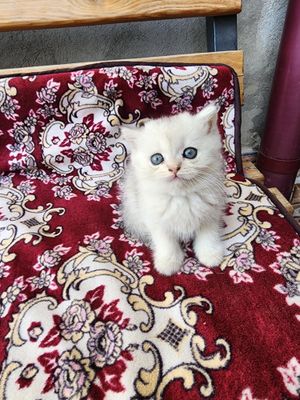 mushuchalarmiz sotiladi tozza zot
