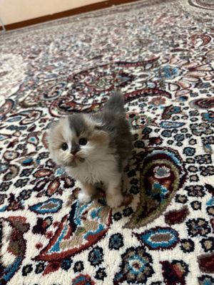 Scottish fold sotiladi