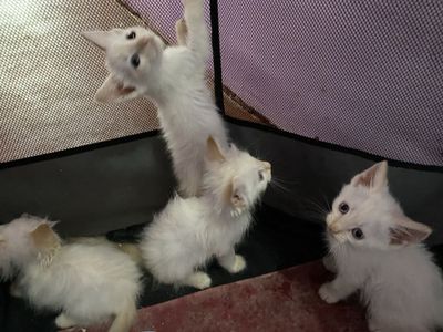 Отдам заботливые руки