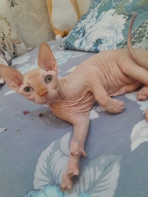 Продам свинкса игривый