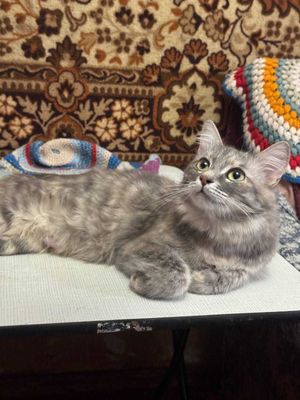 Красивая кошка в добрые руки