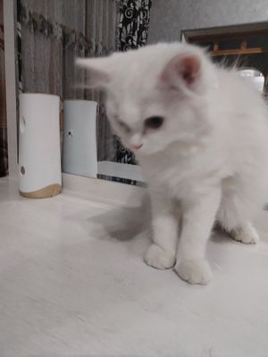 Кошка 3 месеца висло ухий, девочка. 400тысяч