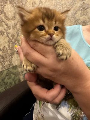Продается шоко золото бритиш