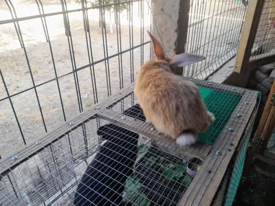 Кролики бургундской порды.