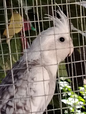 Karella para sifati zor TURKIYA