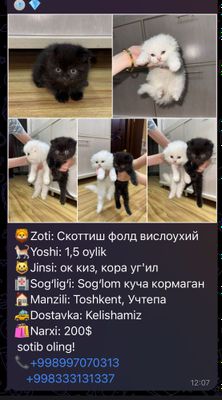 Mushuk sotiladi zotdor