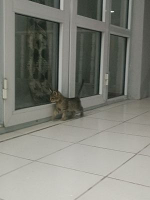 Кошка , 2 месяца
