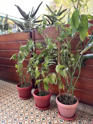 Гуллар / комнатные цветы