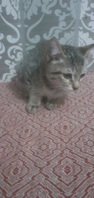 котята бесплатно в хорошие руки. лоток и еда.