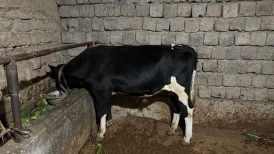Buqa sotiladi 17mln