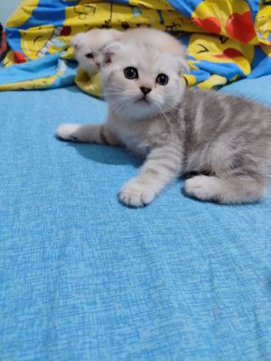 Toza qon mushuklar