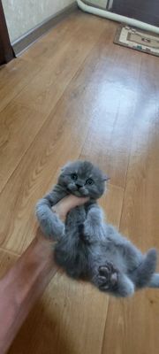 Продаются вислоухие чистокровные котята скотишфолд