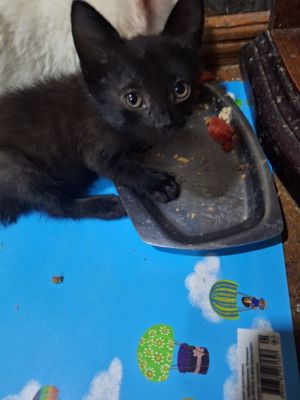 Срочно черные котята.