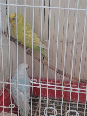 Qushlar sotiladi