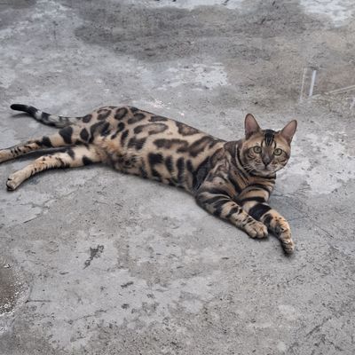 Бенгальский кот ищет себе невесту