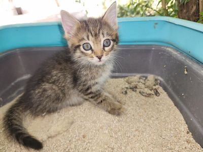 Mushuk bolalari oq-qora tiger