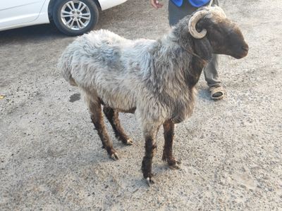 Qo'chqorlar sotiladi kelib ko'ring kelishamiz