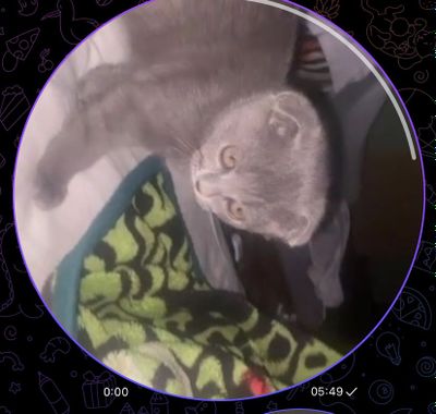 продается котенок