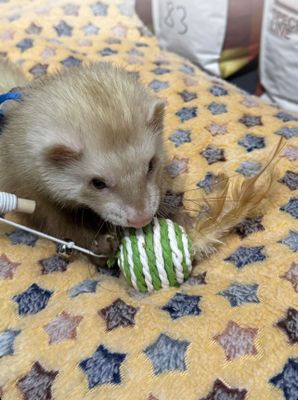 Хорек Европеец ищет себе подружку на зиму )